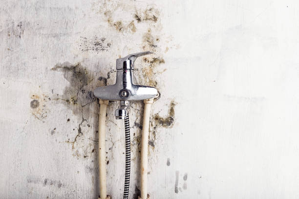 Best Post-Flood Mold Remediation in Bridgehampton, NY