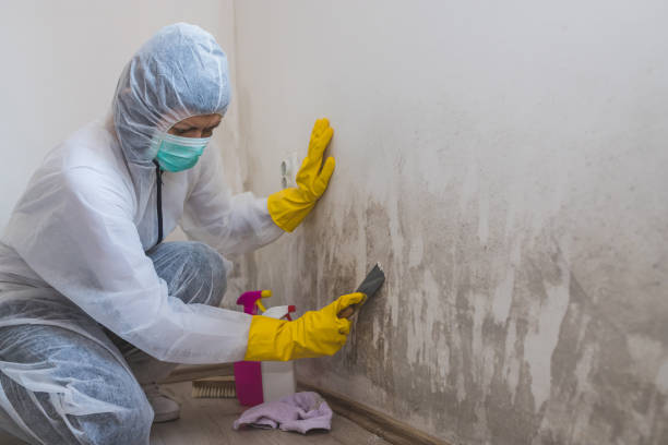 Best Basement Mold Remediation in Bridgehampton, NY