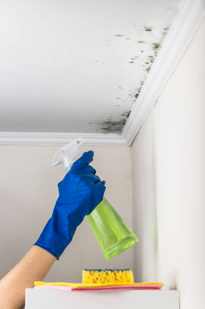 Best Mold Testing and Inspection Services in Bridgehampton, NY